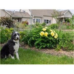 Nasiona Piwonia żółta szt.2 Nxx72